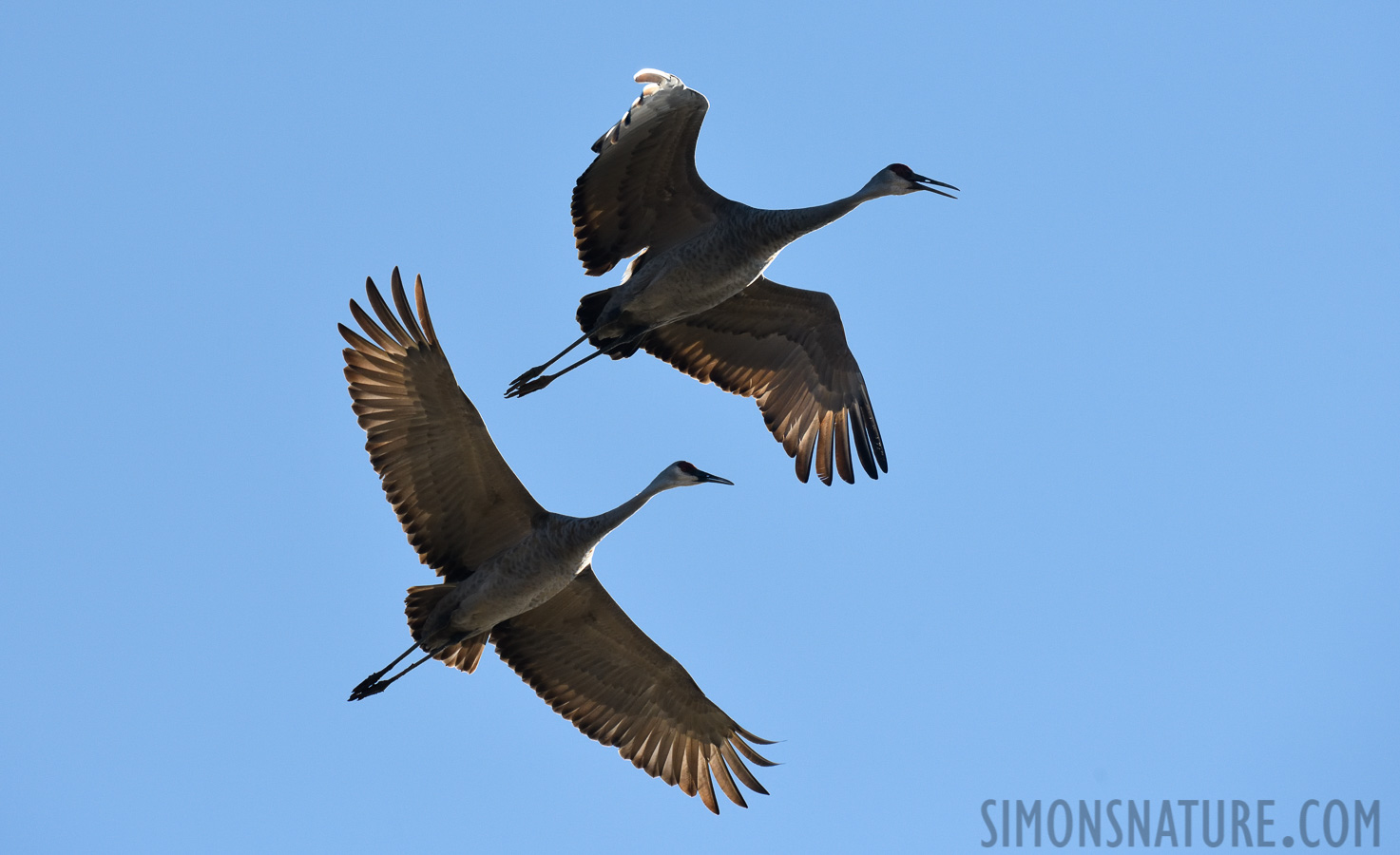 Antigone canadensis tabida [400 mm, 1/2000 sec at f / 9.0, ISO 1000]